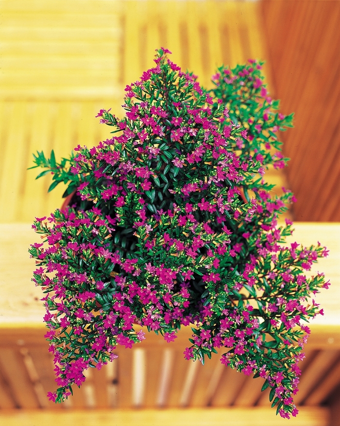 Mexican Heather - Purple - Cuphea hyssopifolia from Bloomfield Garden Center Mexican Heather - Purple - Cuphea hyssopifolia from Bloomfield Garden Center