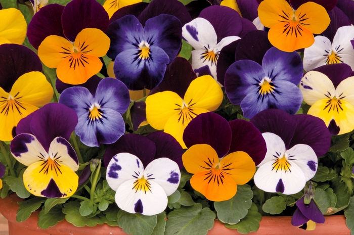 Sorbet® XP Jump Up Mixture Pansy - Viola from Bloomfield Garden Center