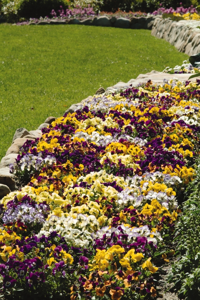 Sorbet® XP 'Select Mix' - Viola from Bloomfield Garden Center Sorbet® XP 'Select Mix' - Viola from Bloomfield Garden Center