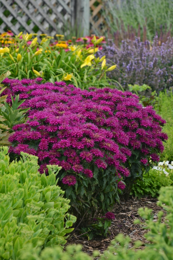 Sugar Buzz Grape Gumball - Monarda - Bee Balm from Bloomfield Garden Center Sugar Buzz Grape Gumball - Monarda - Bee Balm from Bloomfield Garden Center