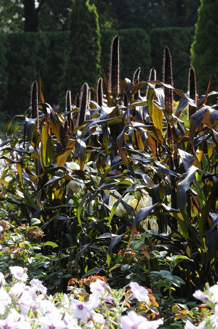 Jester - Ornamental Millet - Pennisetum glaucum from Bloomfield Garden Center