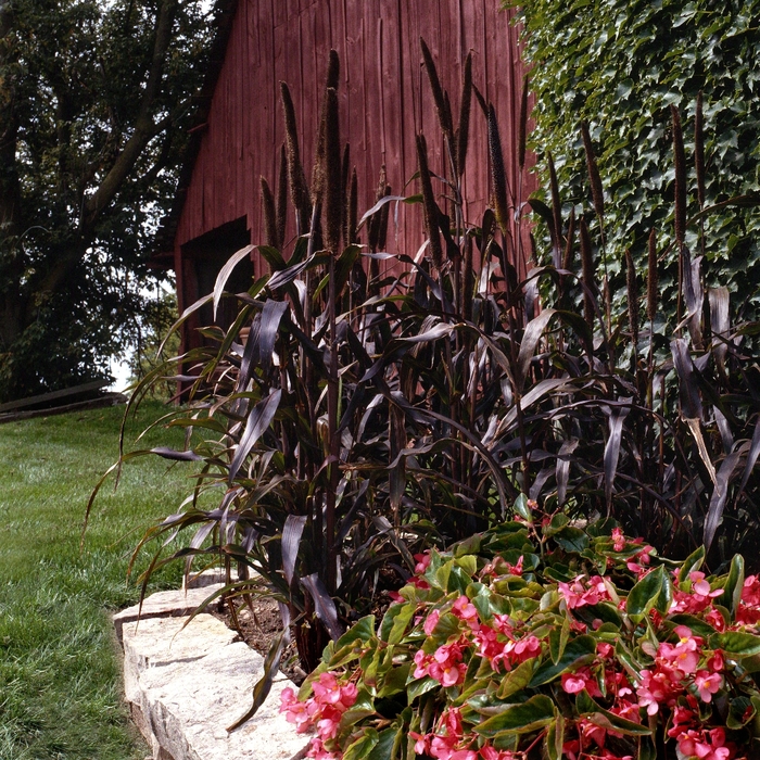 Purple Majesty - Ornamental Millet - Pennisetum glaucum from Bloomfield Garden Center