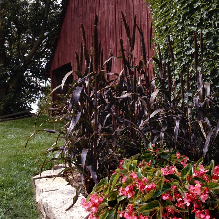 Purple Majesty - Ornamental Millet - Pennisetum glaucum from Bloomfield Garden Center Purple Majesty - Ornamental Millet - Pennisetum glaucum from Bloomfield Garden Center