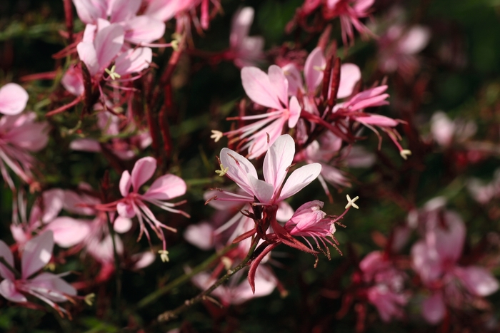 Belleza Compact Light Pink - Gaura lindheimeri from Bloomfield Garden Center