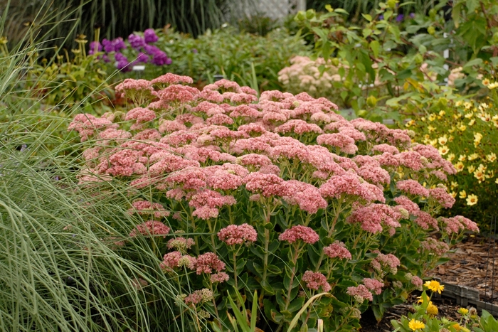 Autumn Fire - Sedum from Bloomfield Garden Center