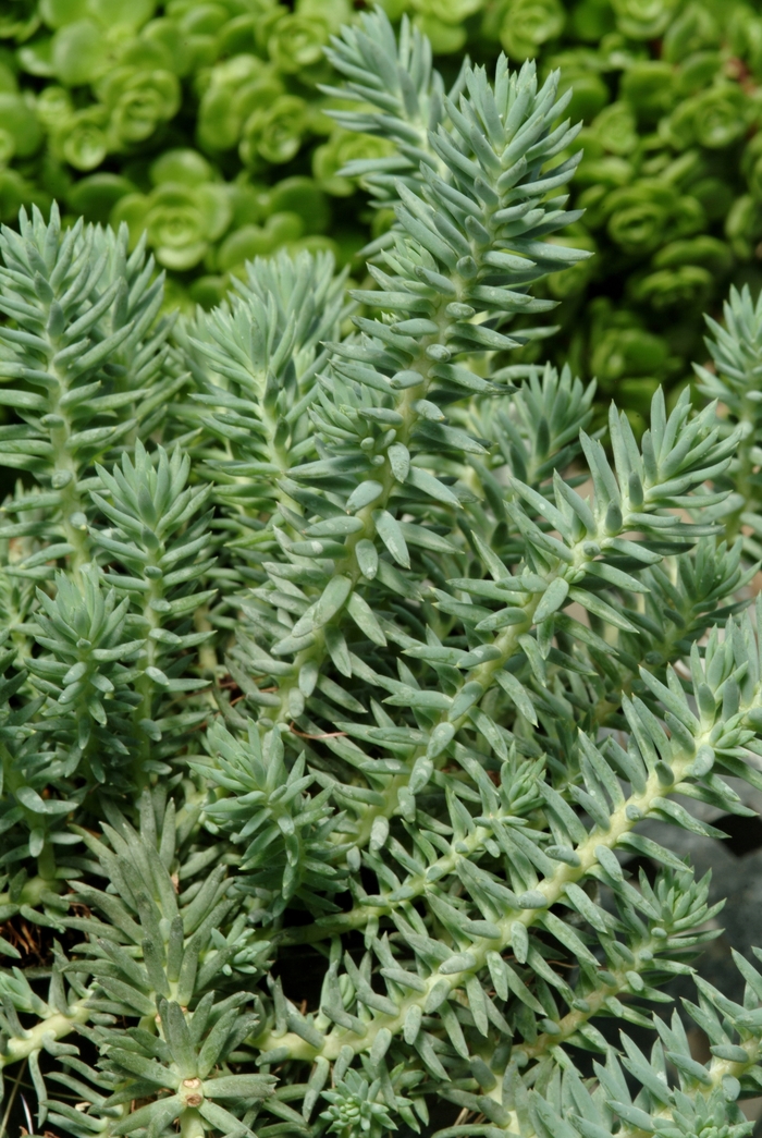 Blue Spruce Stonecrop - Sedum from Bloomfield Garden Center Blue Spruce Stonecrop - Sedum from Bloomfield Garden Center