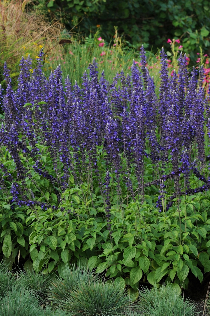 Mystic Spires - Salvia longispicata x farinacea from Bloomfield Garden Center