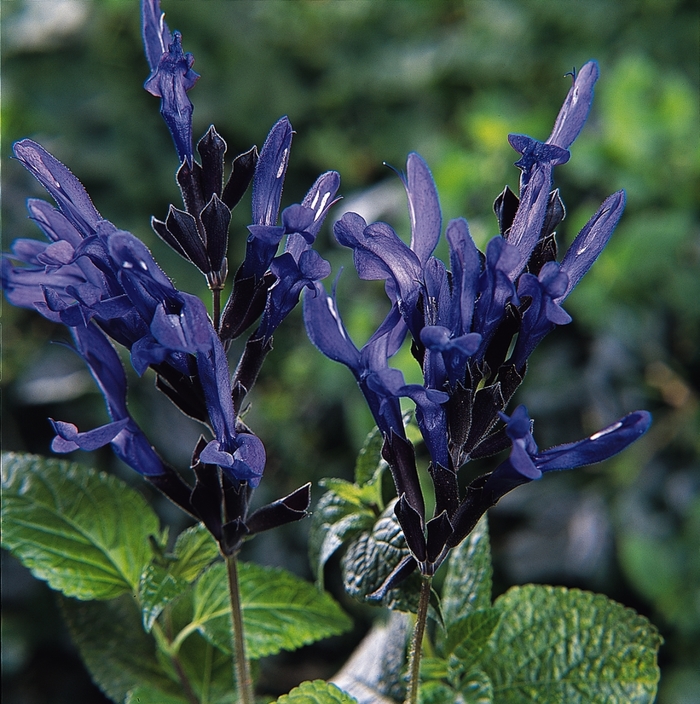 Black & Blue - Salvia guaranitica from Bloomfield Garden Center
