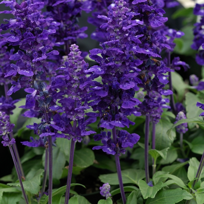 Velocity™ Blue - Salvia farinacea from Bloomfield Garden Center