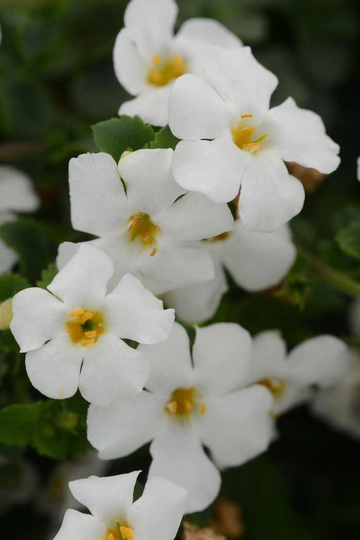 MegaCopa™ White - Bacopa from Bloomfield Garden Center