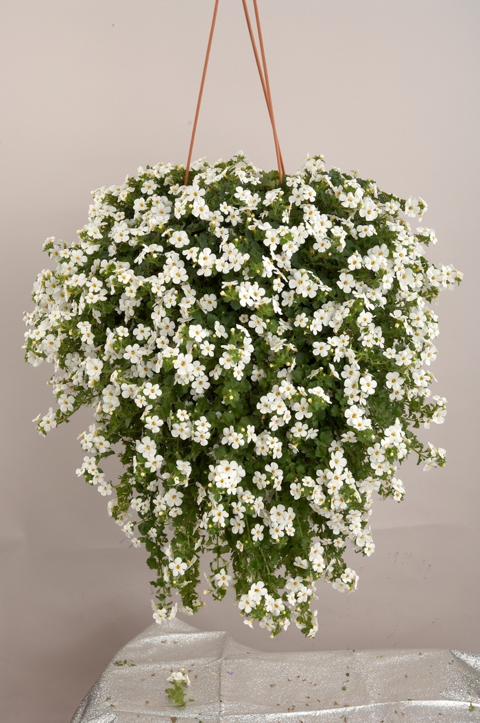 Epic White Improved - Bacopa from Bloomfield Garden Center