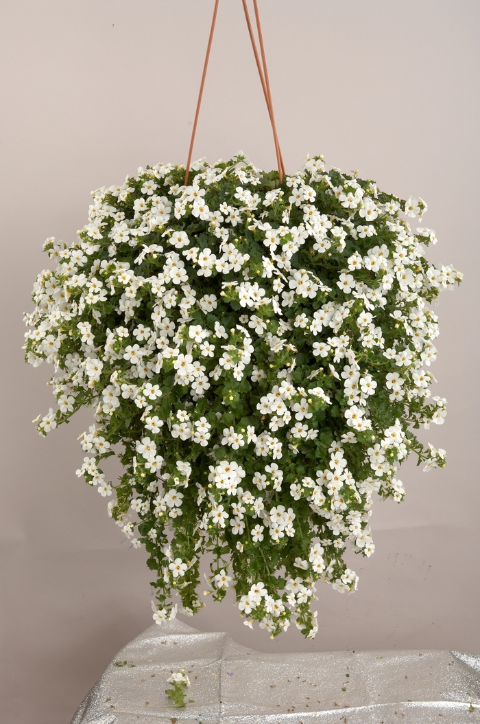 Epic White Improved - Bacopa from Bloomfield Garden Center Epic White Improved - Bacopa from Bloomfield Garden Center