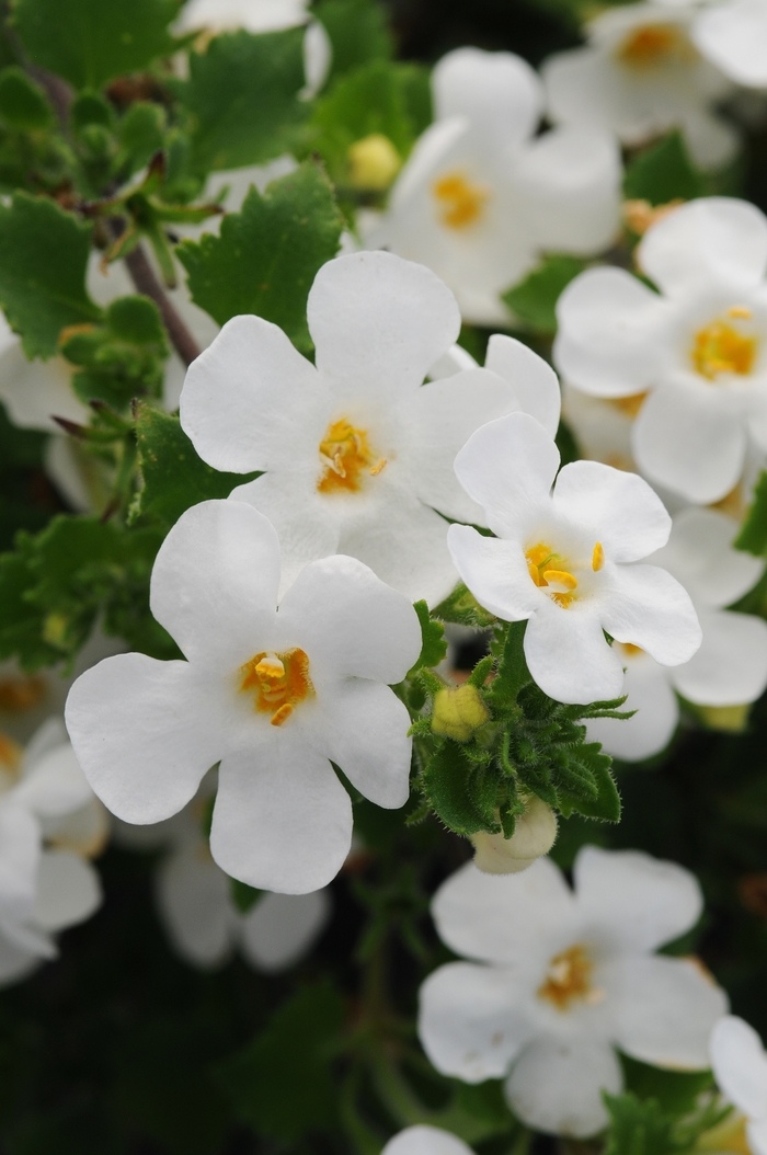 Scopia™ Gullivar White - Bacopa from Bloomfield Garden Center Scopia™ Gullivar White - Bacopa from Bloomfield Garden Center