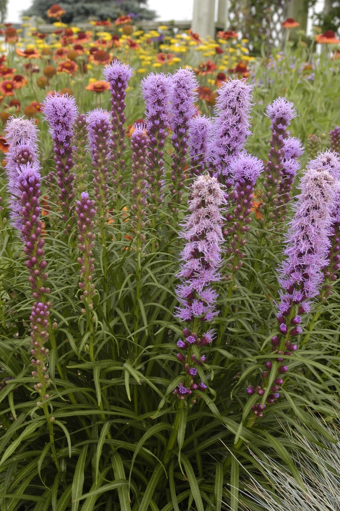 Goblin - Liatris Kobold from Bloomfield Garden Center