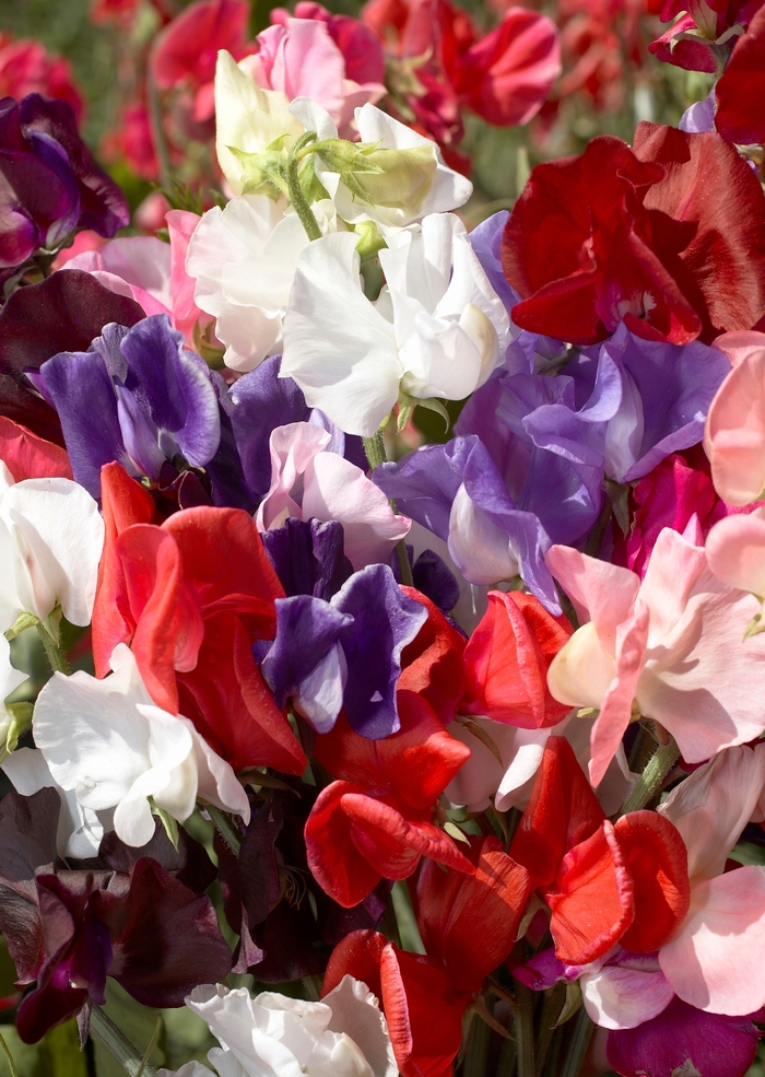 Winter Elegance Mix - Sweet Pea - Vine from Bloomfield Garden Center