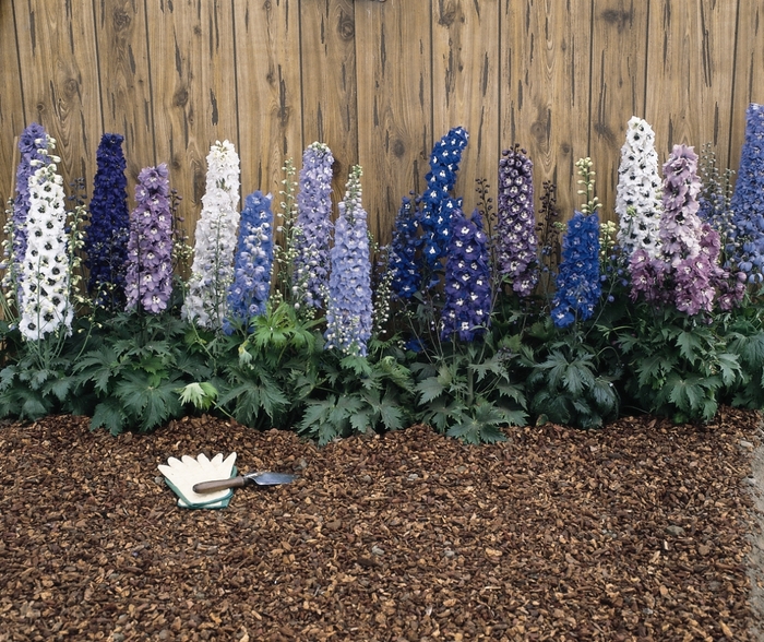 Magic Fountain Mix - Delphinium from Bloomfield Garden Center