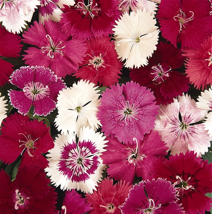 Ideal Select Mix - Dianthus from Bloomfield Garden Center