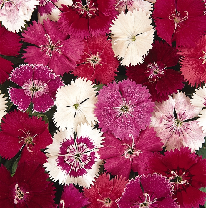 Ideal Select Mix - Dianthus from Bloomfield Garden Center Ideal Select Mix - Dianthus from Bloomfield Garden Center