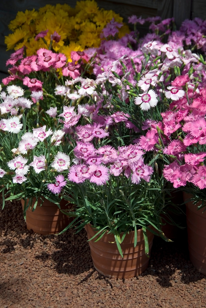 'Sweetness Mix' Pinks - Dianthus plumarius from Bloomfield Garden Center 'Sweetness Mix' Pinks - Dianthus plumarius from Bloomfield Garden Center
