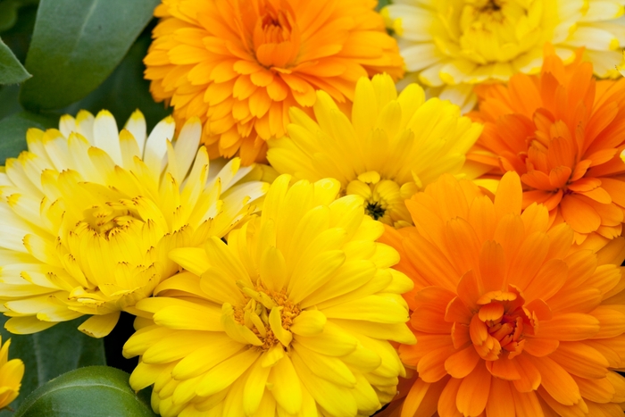 Costa Mix - Calendula from Bloomfield Garden Center