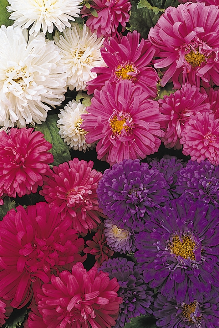 'Pot 'N Patio' Aster - Callistephus chinensis from Bloomfield Garden Center 'Pot 'N Patio' Aster - Callistephus chinensis from Bloomfield Garden Center