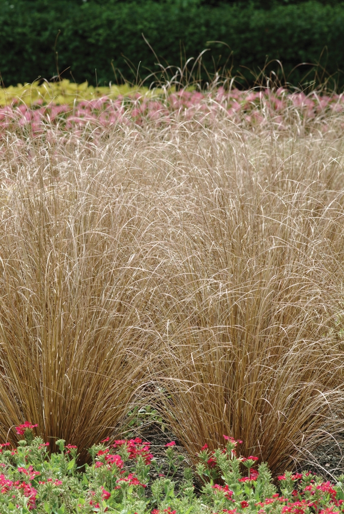 ColorGrass® Red Rooster - Carex buchananii from Bloomfield Garden Center