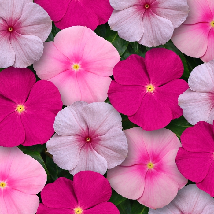 Titan Bubble Gum Mix - Vinca - Flowering from Bloomfield Garden Center Titan Bubble Gum Mix - Vinca - Flowering from Bloomfield Garden Center