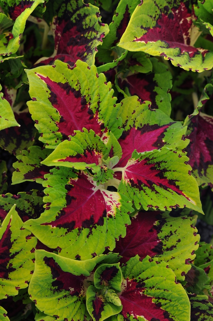 Kong Rose - Coleus - Shade from Bloomfield Garden Center