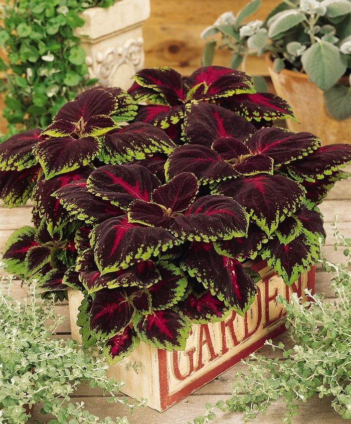 Kong Red - Coleus - Shade from Bloomfield Garden Center