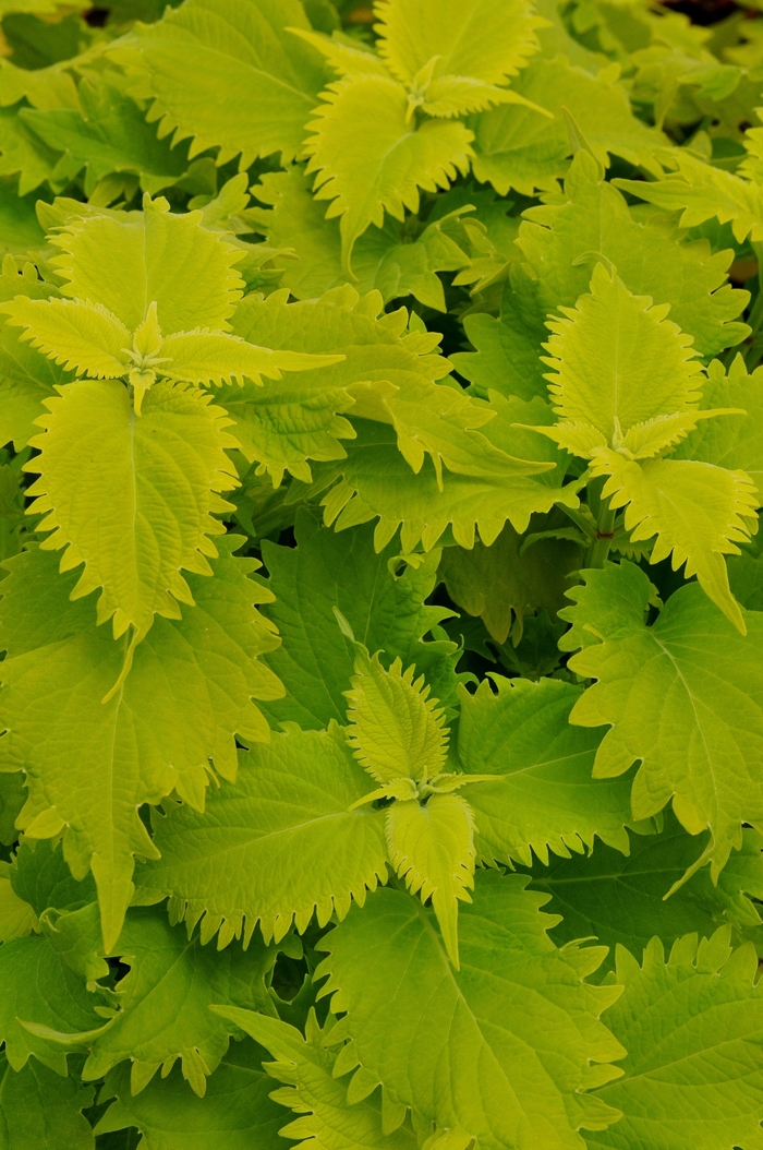 Volcania Wasabi - Coleus from Bloomfield Garden Center