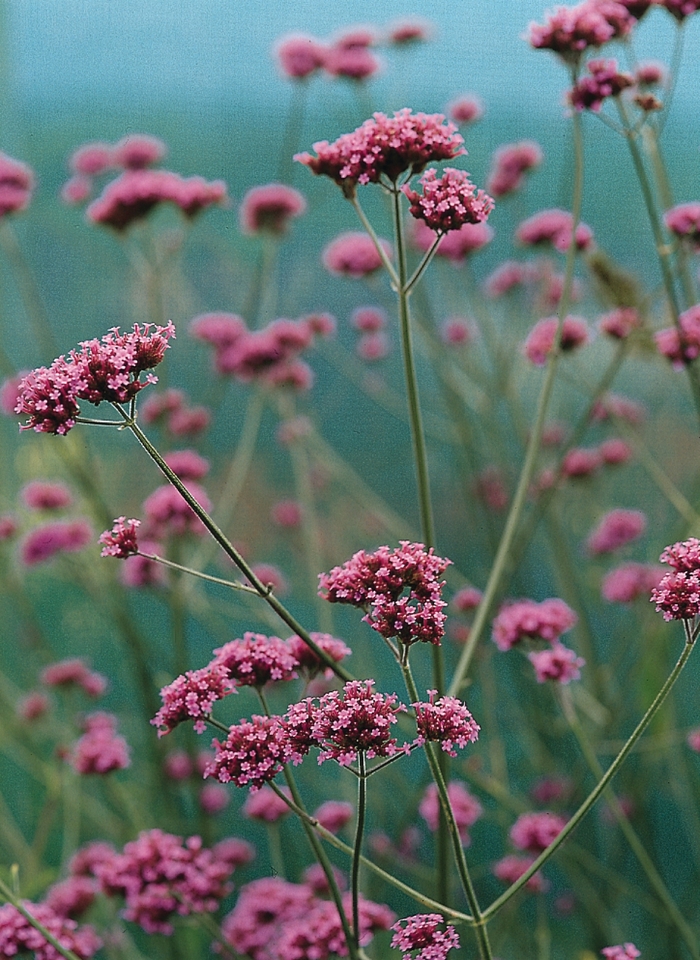 Buenos Aries - Verbena - Bonariensis from Bloomfield Garden Center