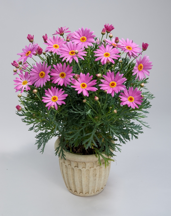 Angelic Giant Pink - Argyranthemum from Bloomfield Garden Center Angelic Giant Pink - Argyranthemum from Bloomfield Garden Center