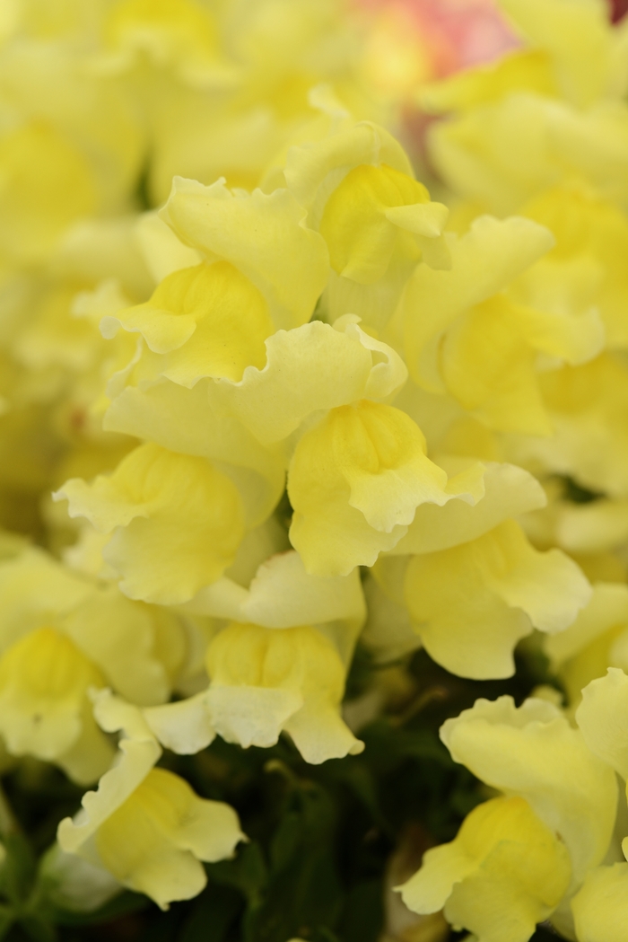 Snapshot Yellow - Snapdragon - Dwarf Garden from Bloomfield Garden Center Snapshot Yellow - Snapdragon - Dwarf Garden from Bloomfield Garden Center