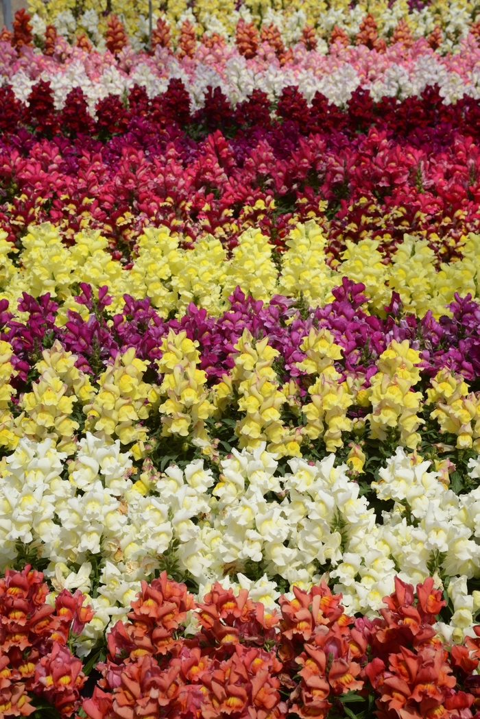Snapshot Mix - Snapdragon - Dwarf Garden from Bloomfield Garden Center Snapshot Mix - Snapdragon - Dwarf Garden from Bloomfield Garden Center