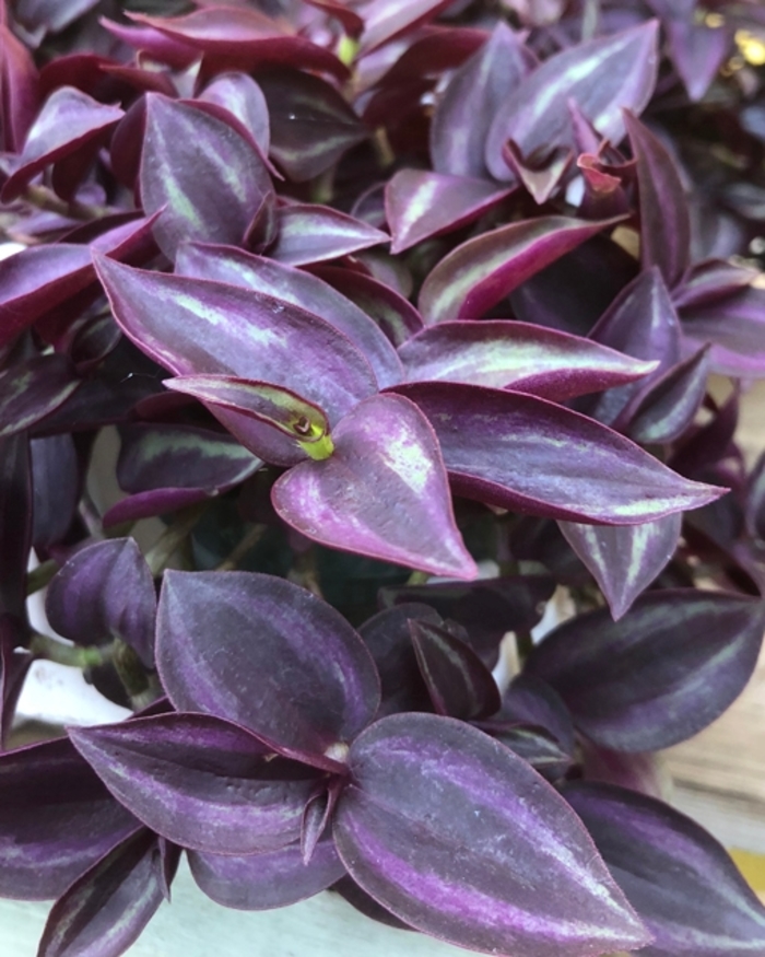 Purple Wandering Jew - Tradescantia zebrinus from Bloomfield Garden Center