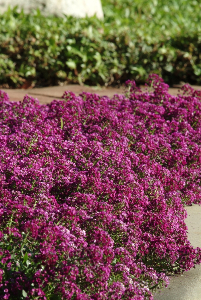 Alice Purple - Alyssum Sweet from Bloomfield Garden Center