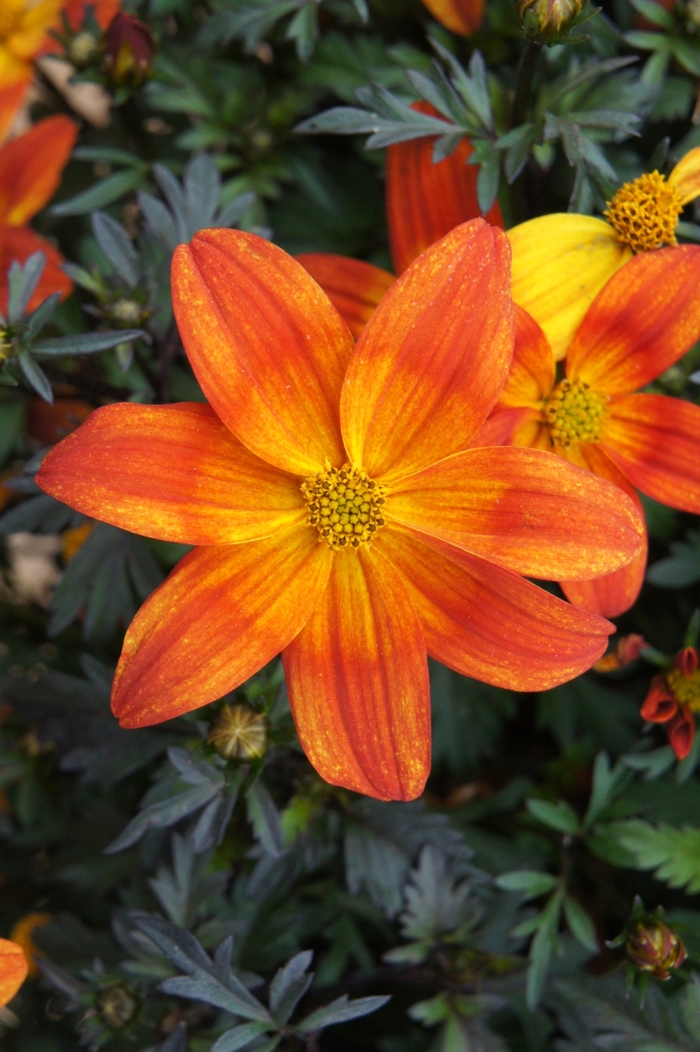 Bee Alive - Bidens from Bloomfield Garden Center