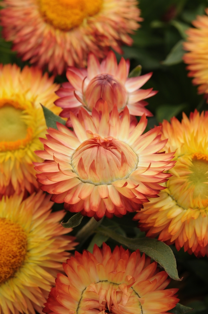 Mohave Apricot - Bracteantha - Strawflower from Bloomfield Garden Center Mohave Apricot - Bracteantha - Strawflower from Bloomfield Garden Center