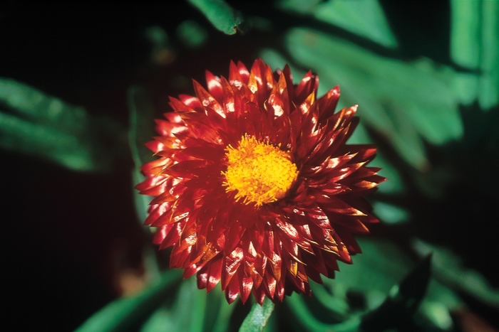 Mohave Dark Red - Bracteantha - Strawflower from Bloomfield Garden Center Mohave Dark Red - Bracteantha - Strawflower from Bloomfield Garden Center