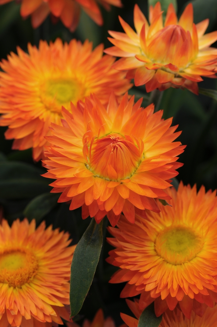 Mohave Orange - Bracteantha - Strawflower from Bloomfield Garden Center Mohave Orange - Bracteantha - Strawflower from Bloomfield Garden Center