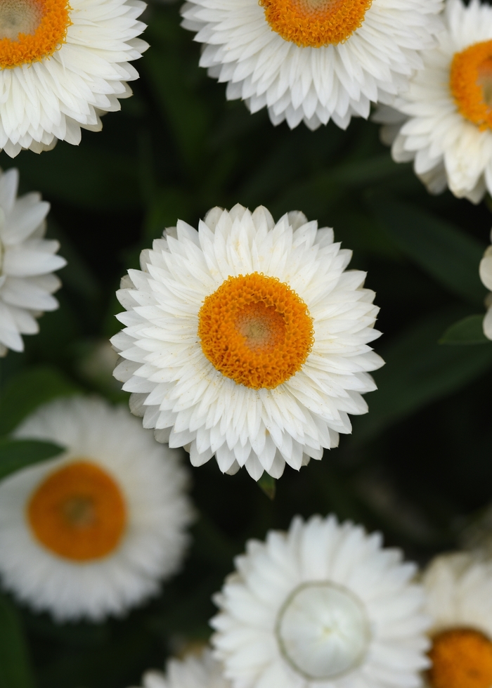 Mohave White 19 - Bracteantha - Strawflower from Bloomfield Garden Center