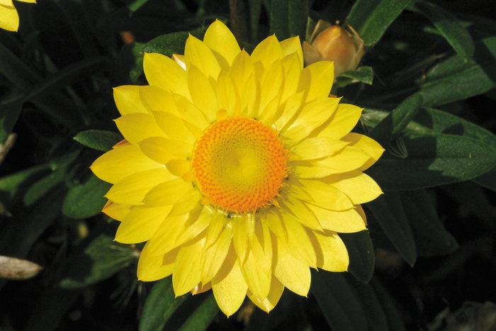 Mohave Yellow - Bracteantha - Strawflower from Bloomfield Garden Center