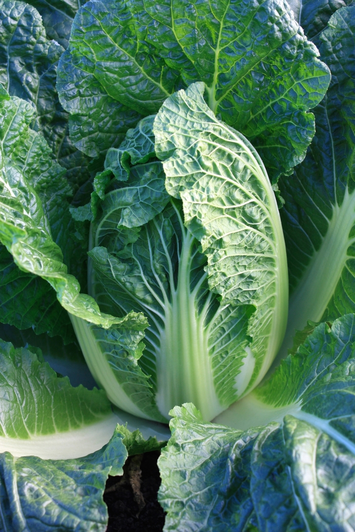 China King - Napa type - Chinese Cabbage from Bloomfield Garden Center