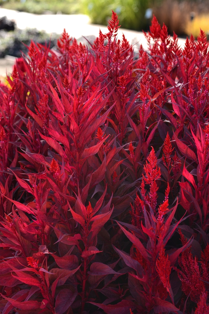 Dragon's Breath - Celosia - Feather from Bloomfield Garden Center