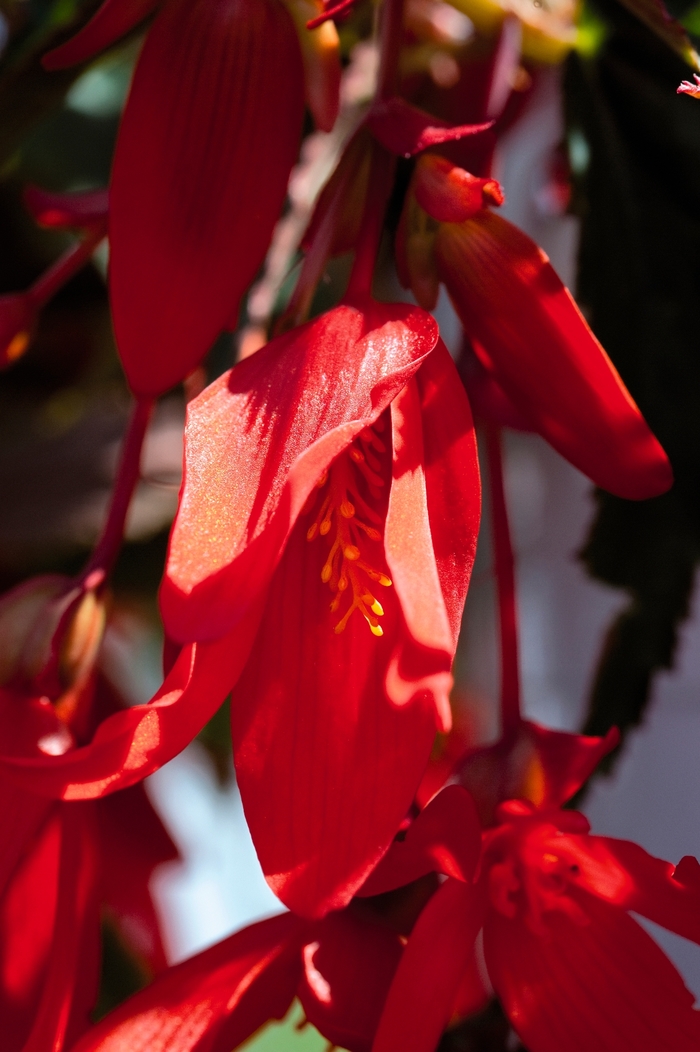 Santa Cruz® - Begonia - Boliviensis from Bloomfield Garden Center