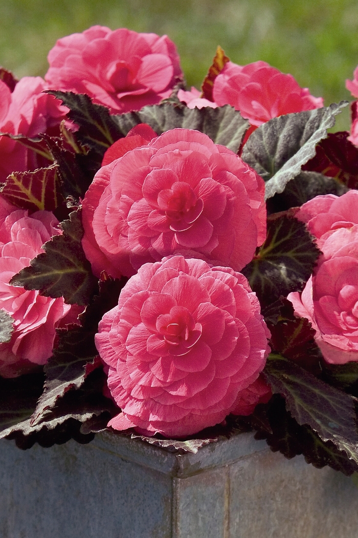Nonstop® Mocca Pink Shades - Begonia x tuberhybrida from Bloomfield Garden Center Nonstop® Mocca Pink Shades - Begonia x tuberhybrida from Bloomfield Garden Center
