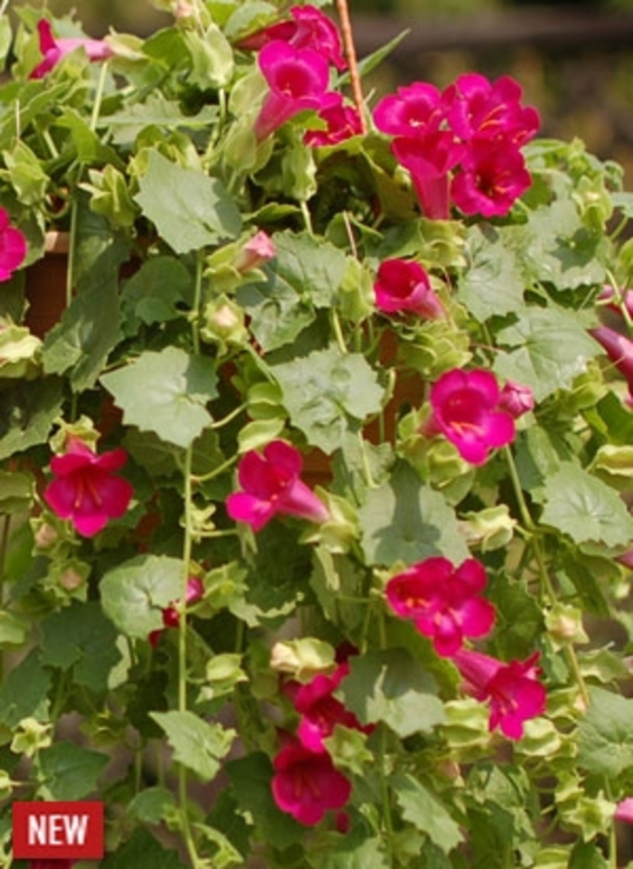 Lofos® Compact Rose - Lophospermum hybrid from Bloomfield Garden Center
