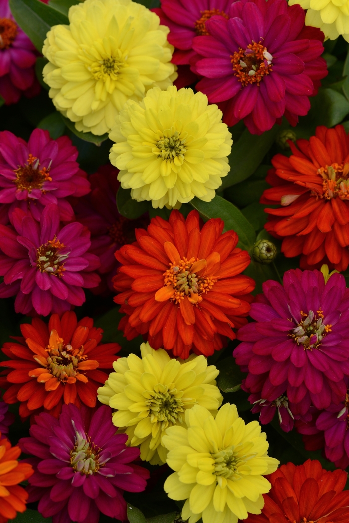 Zahara™ Double Brilliant Mixture - Zinnia from Bloomfield Garden Center