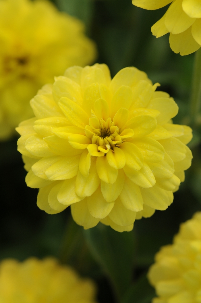 Zahara™ Double Yellow Zinnia - Zinnia from Bloomfield Garden Center