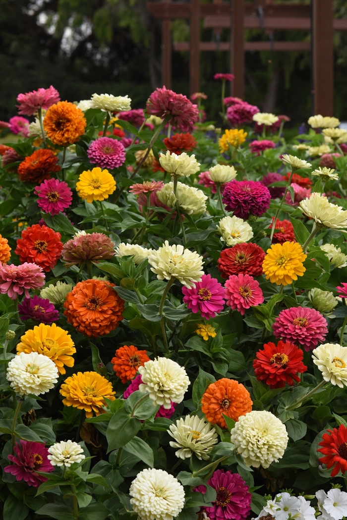 State Fair Mix - Zinnia from Bloomfield Garden Center